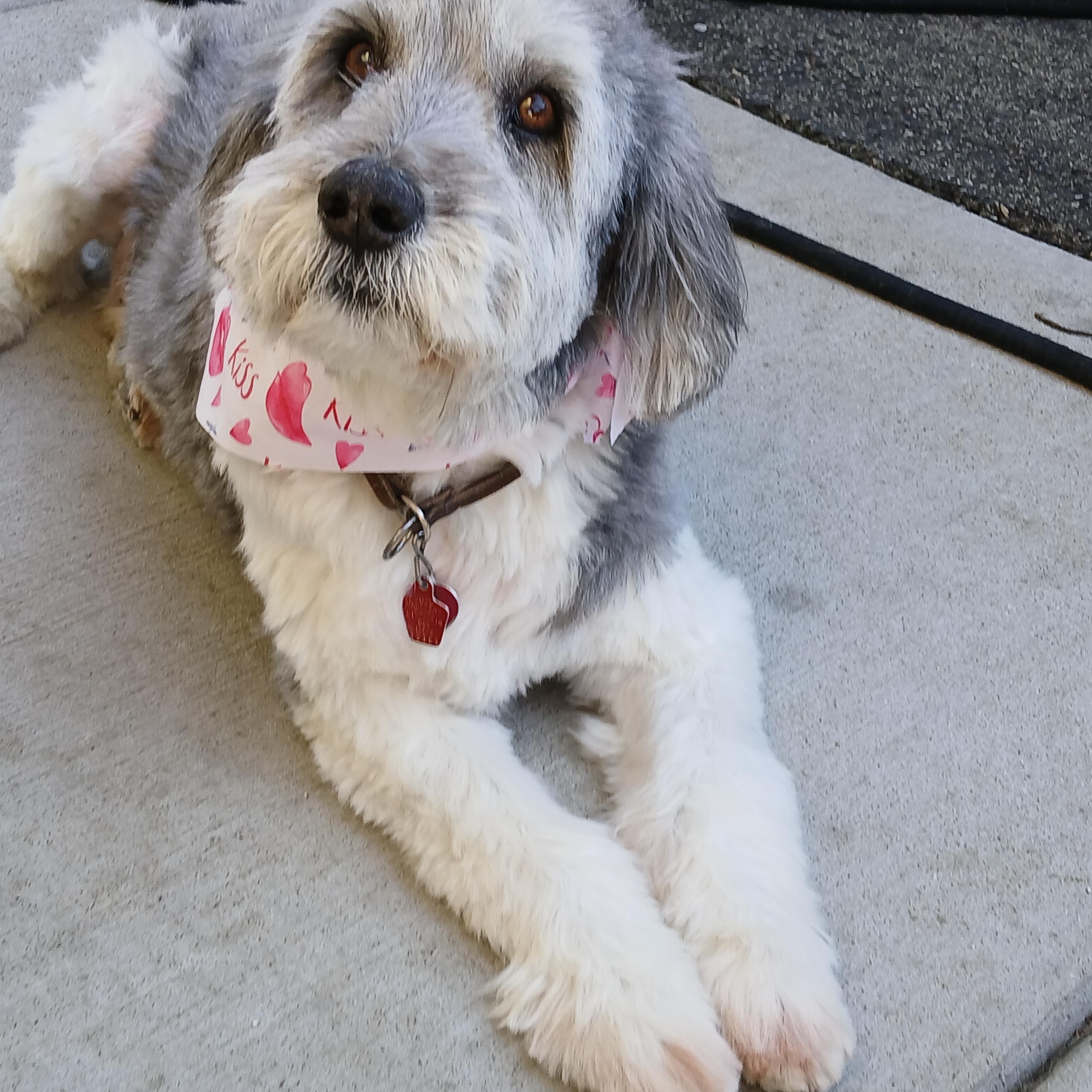 Zoe, adopted, Senior Female Polish Lowland Sheepdog.