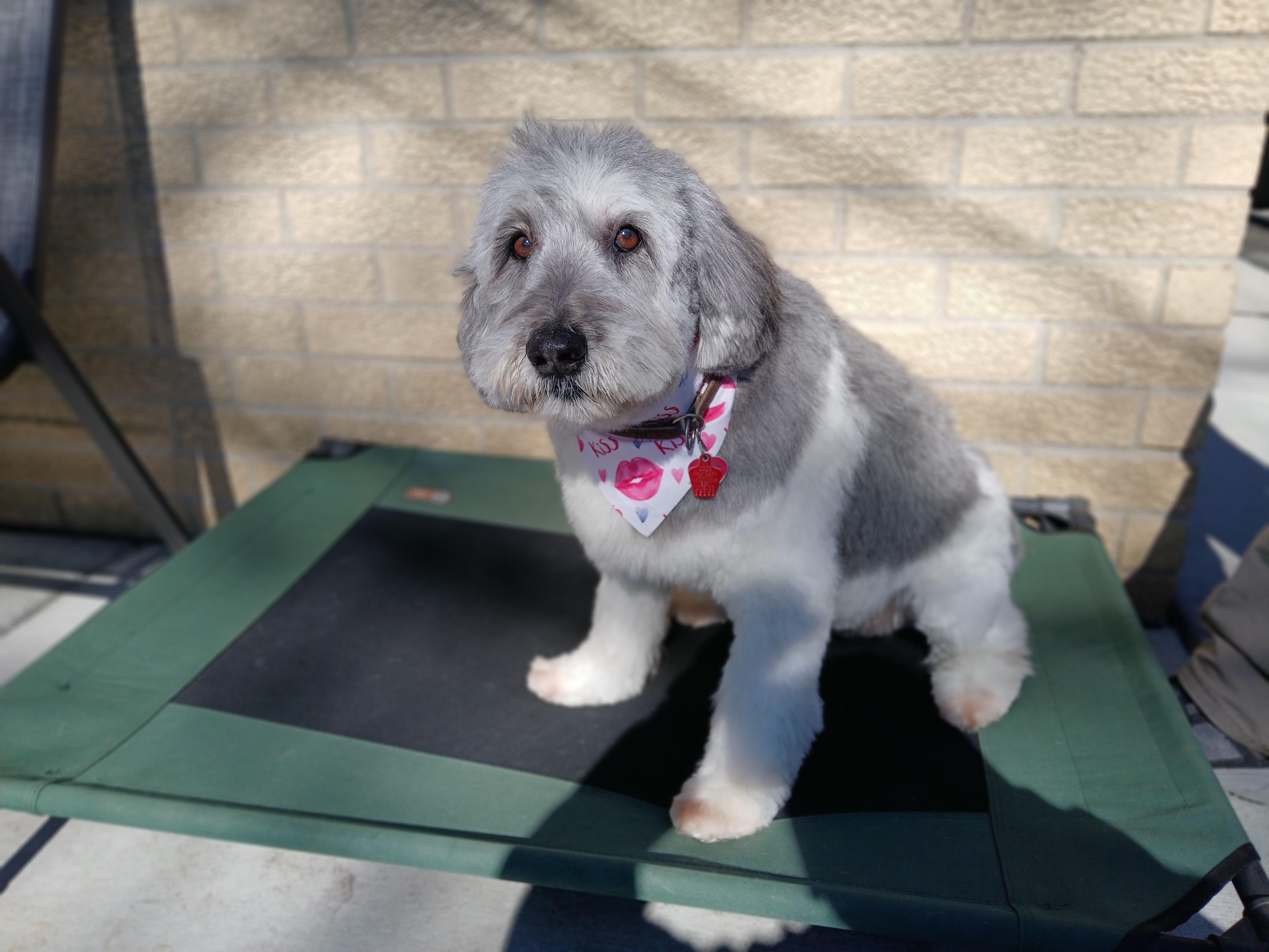 Enlarge Zoe, an adopted Polish Lowland Sheepdog in Whitewater, WI image 5/6