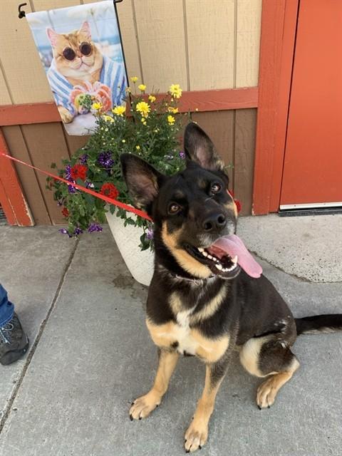 LOBA, Adoptable, Young Female German Shepherd Dog & Australian Cattle Dog / Blue Heeler.