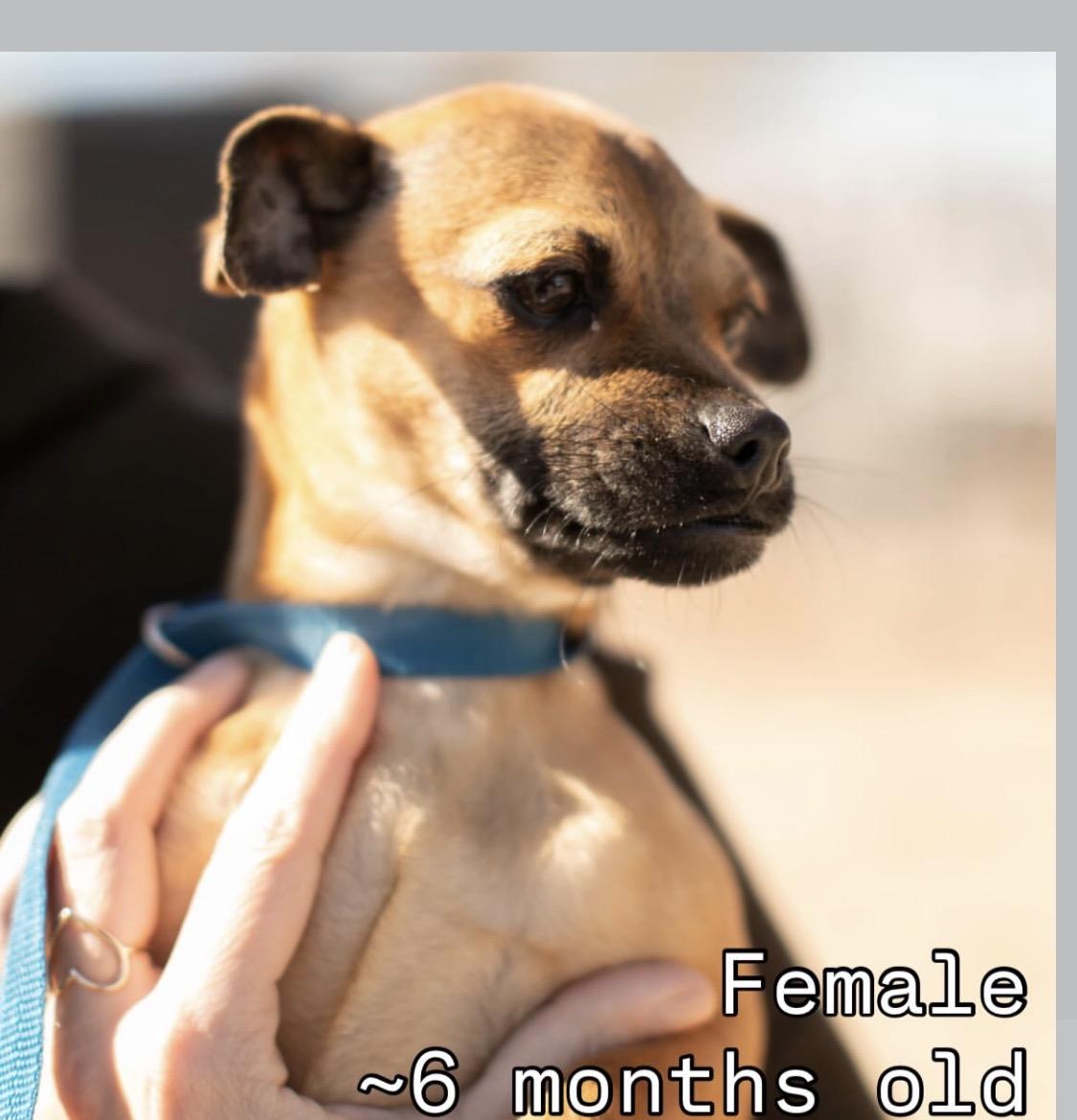 Enlarge Juno , a ADOPTABLE mixed breed in West Hollywood, CA image 1/4