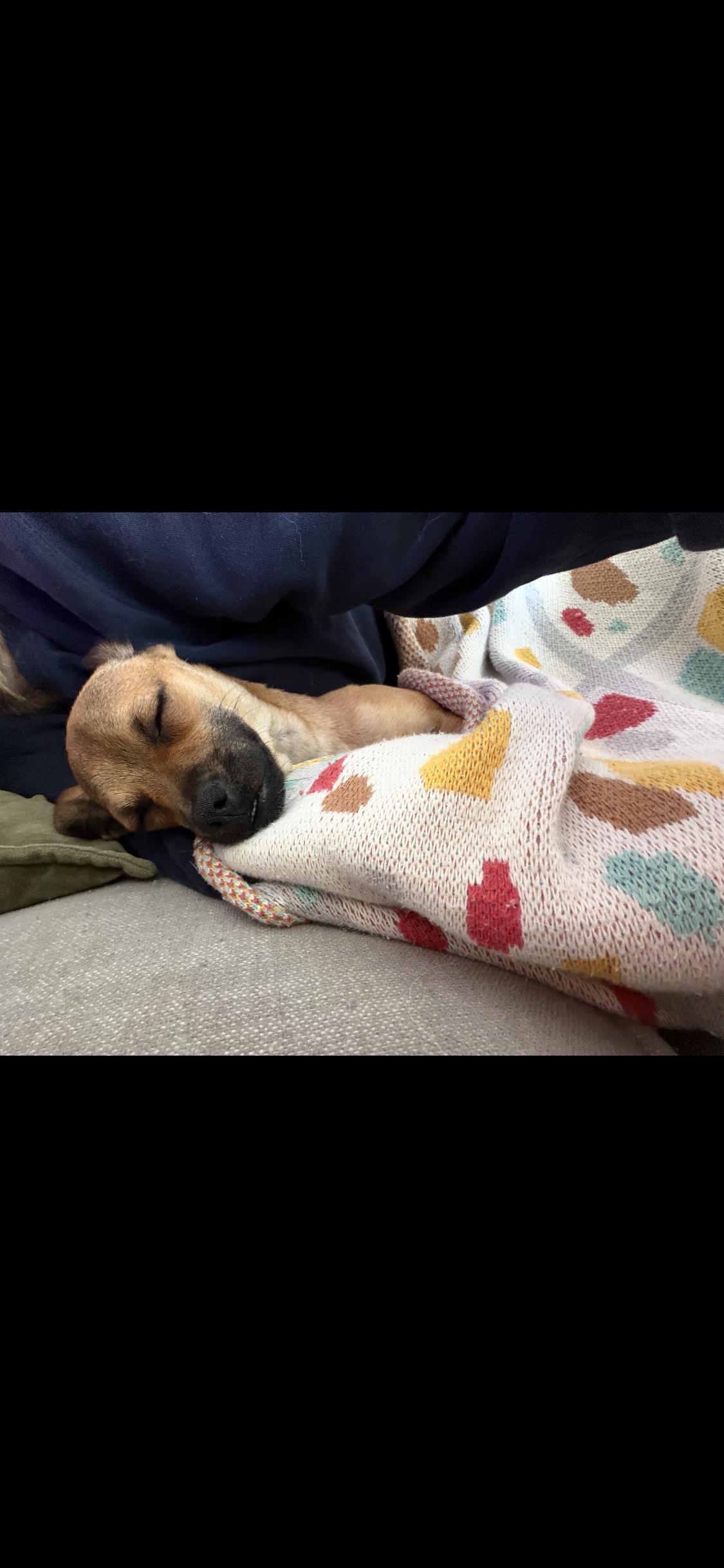 Enlarge Juno , a ADOPTABLE mixed breed in Anaheim , CA image 2/5