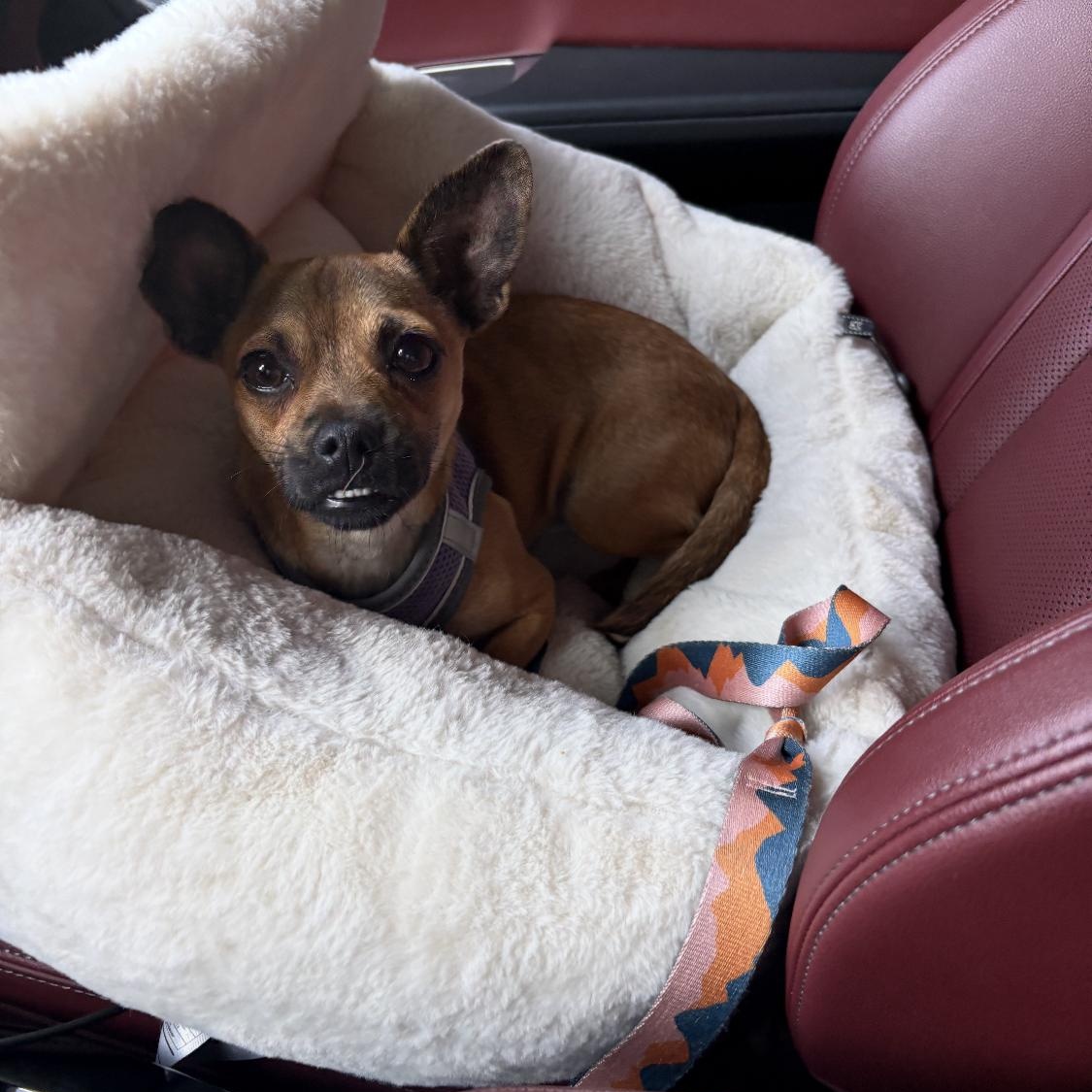 Enlarge Juno , a ADOPTABLE mixed breed in Anaheim , CA image 1/5