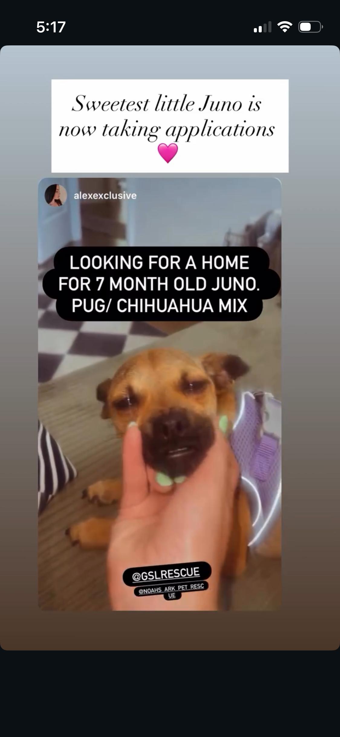 Enlarge Juno , a ADOPTABLE mixed breed in West Hollywood, CA image 4/4