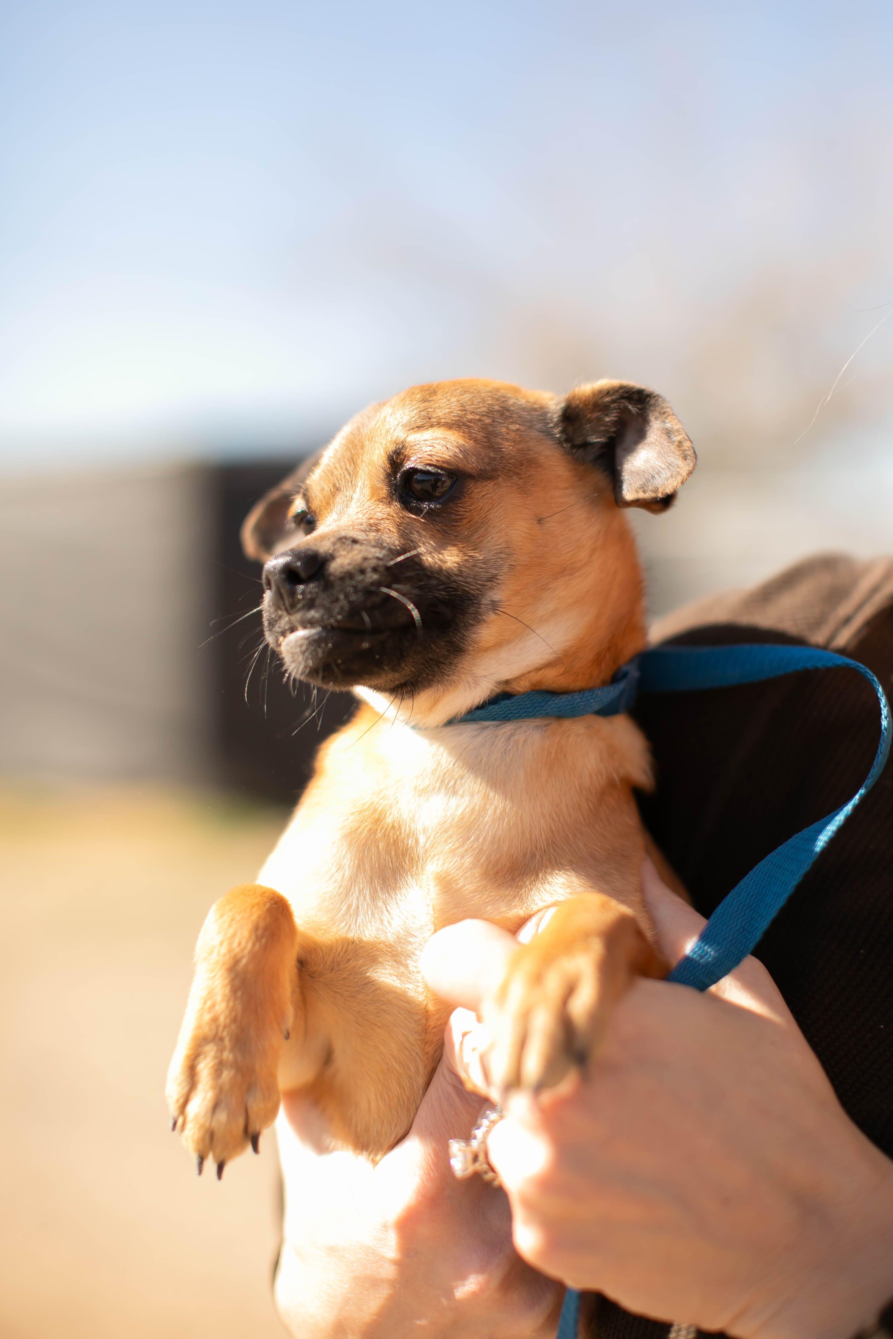 Enlarge Juno , a ADOPTABLE mixed breed in West Hollywood, CA image 3/4