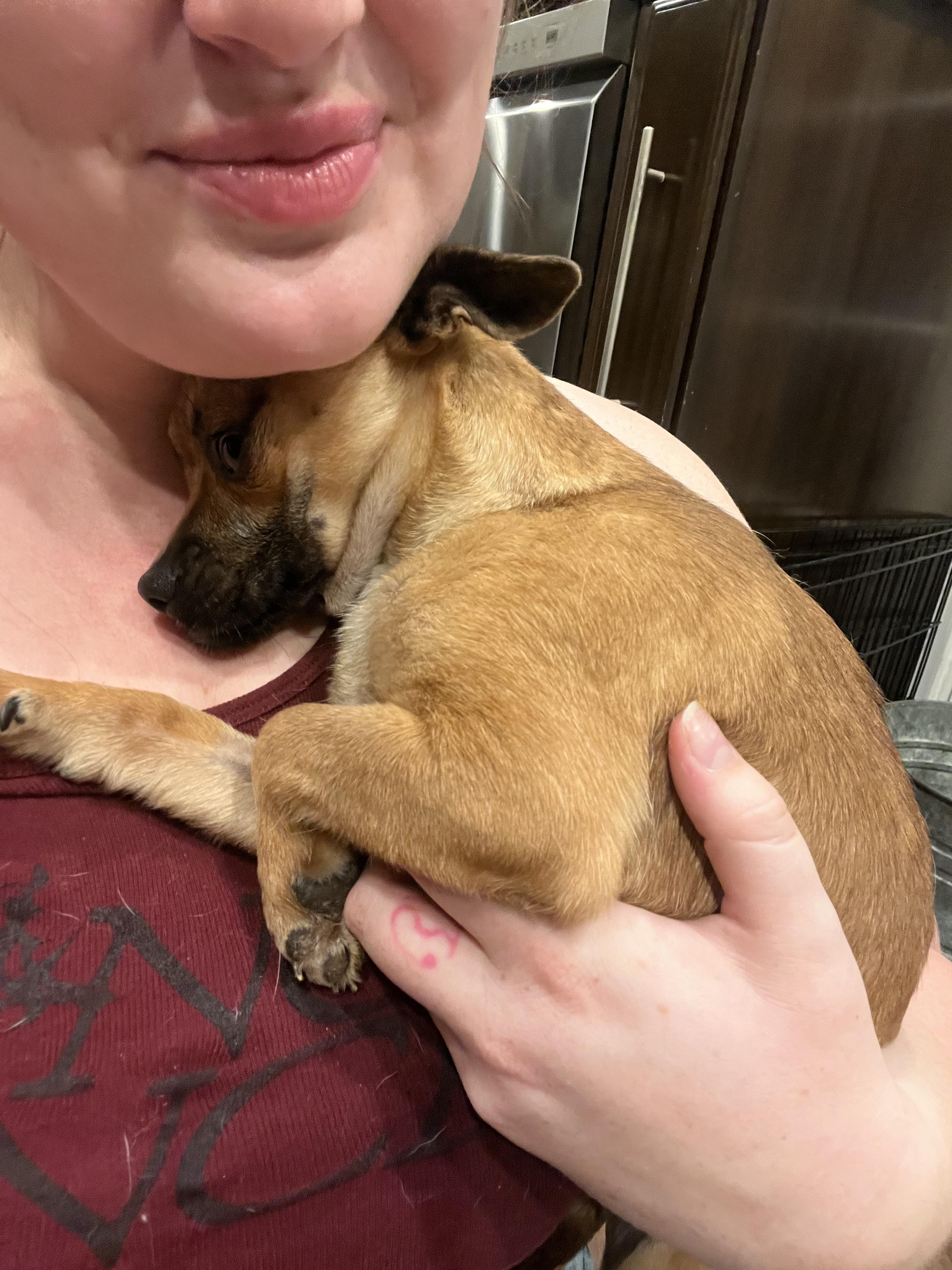 Enlarge Juno , a ADOPTABLE mixed breed in West Hollywood, CA image 2/4