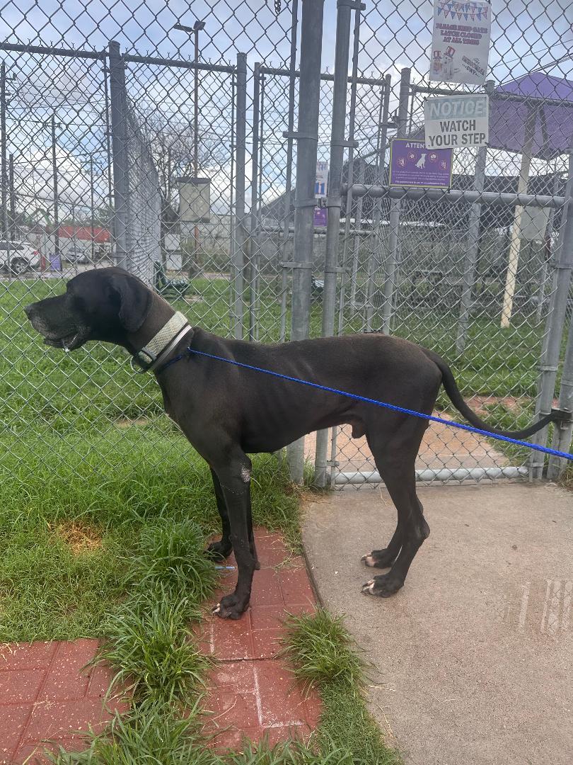 Enlarge Duke, a ADOPTABLE Great Dane in Houston, TX image 5/5