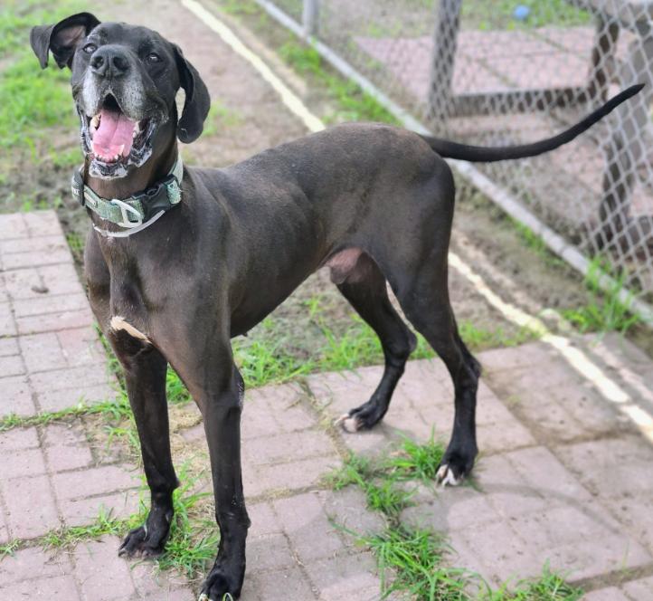 Enlarge Duke, a ADOPTABLE Great Dane in Houston, TX image 1/5