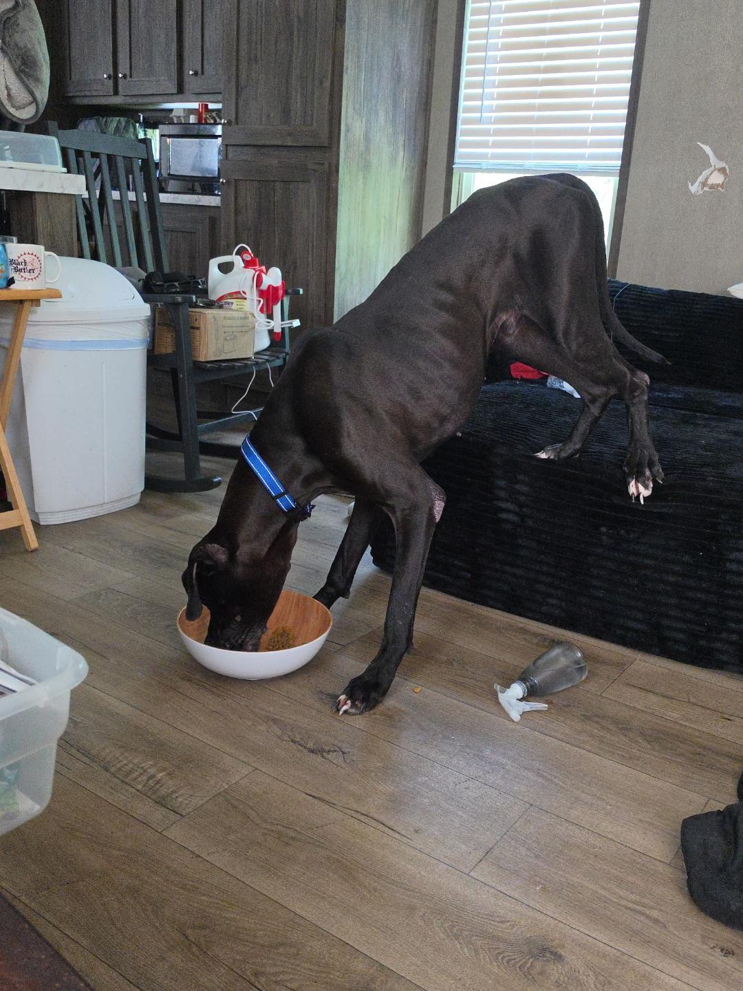 Enlarge Duke, a ADOPTABLE Great Dane in Houston, TX image 4/5