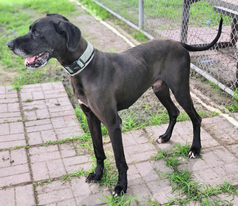 Enlarge Duke, a ADOPTABLE Great Dane in Houston, TX image 2/5