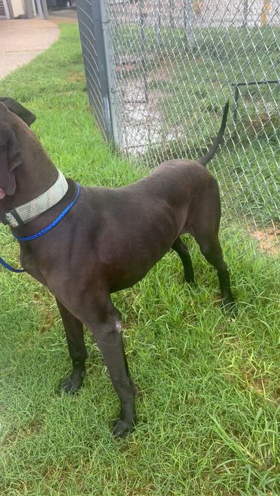 Enlarge Duke, a ADOPTABLE Great Dane in Houston, TX video 3/5