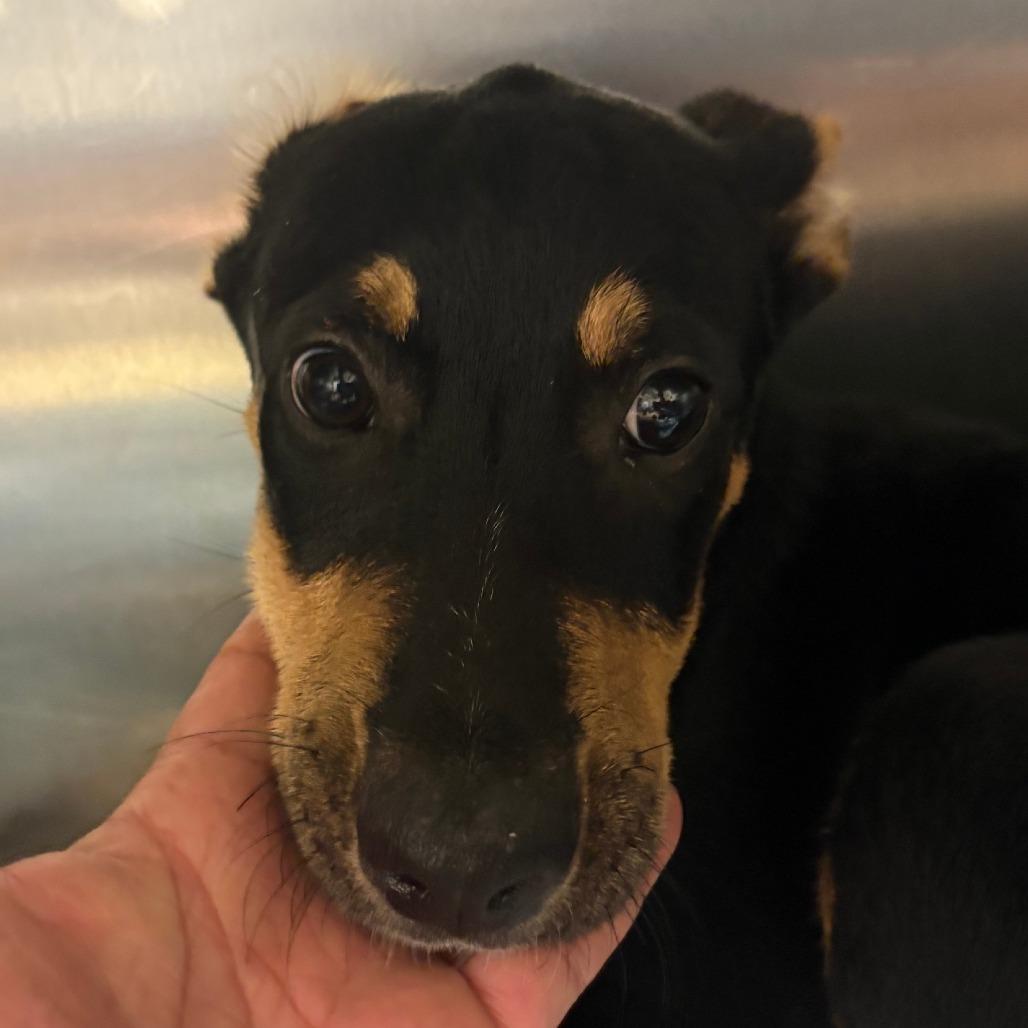 Safari - 061709U, a Adoptable mixed breed in Tupelo, MS image 1/2