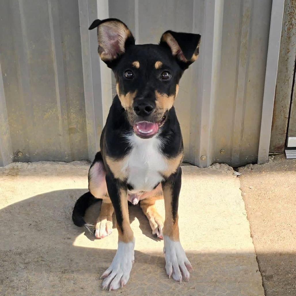 Safari - 061709U, a Adoptable mixed breed in Tupelo, MS image 2/2