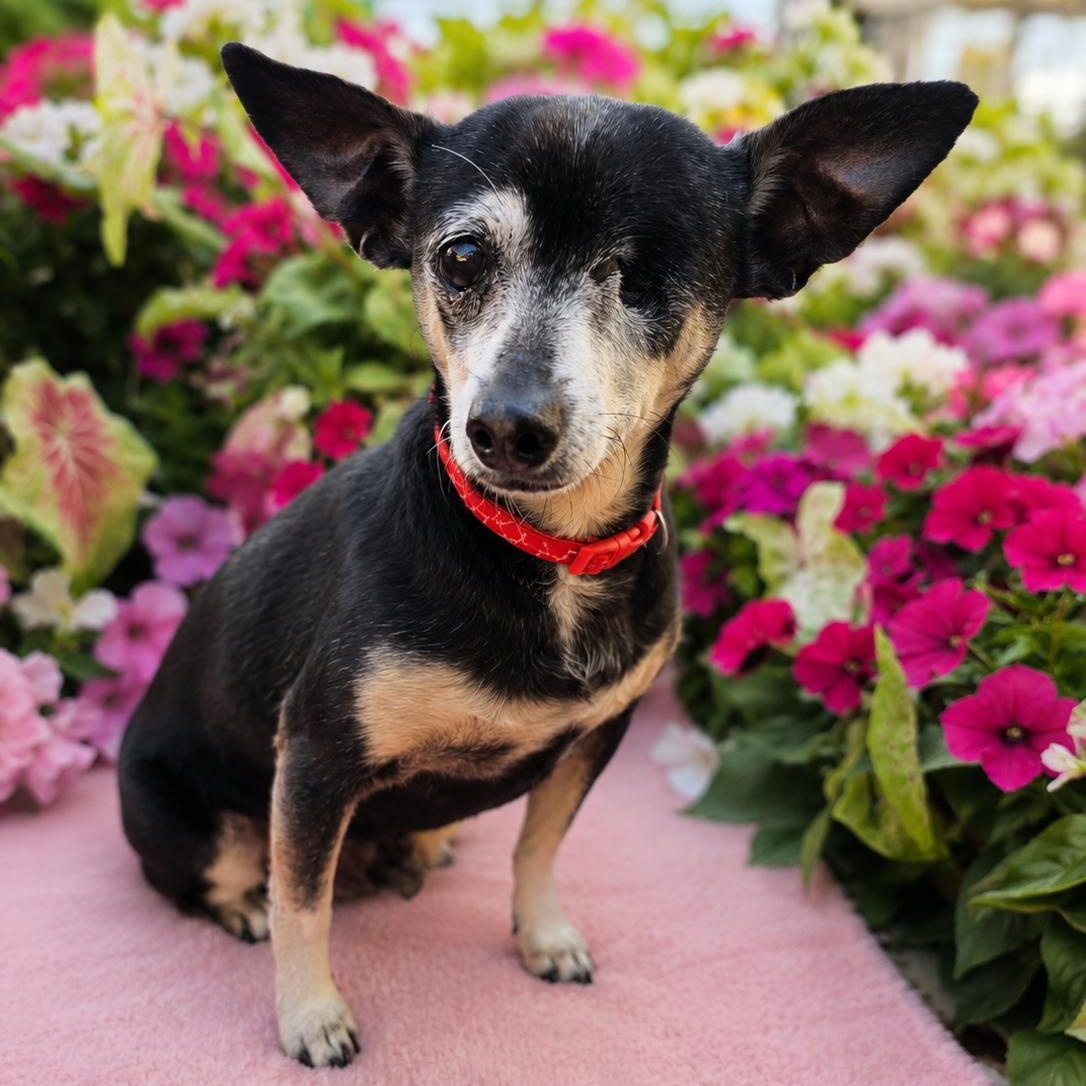 Enlarge CRICKET, a Adoptable mixed breed in Evans, GA image 1/6