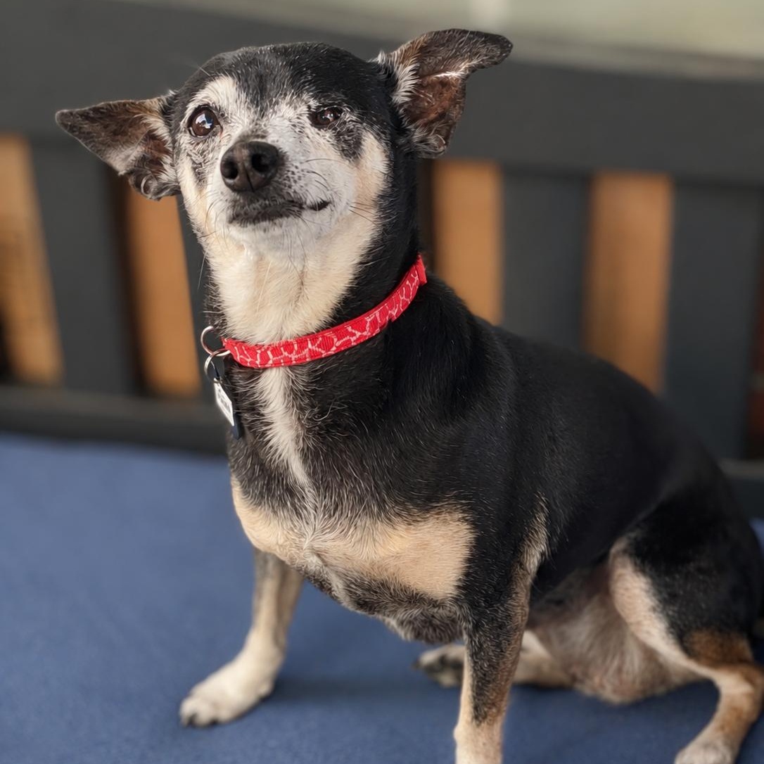 Enlarge CRICKET, a Adoptable mixed breed in Evans, GA image 1/6