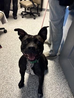 Moose, Adoptable, Adult Male Mixed Breed.