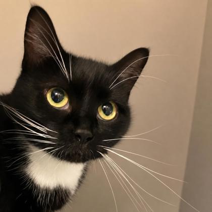 Bella, Adoptable, Adult Female Domestic Short Hair & Domestic Short Hair.