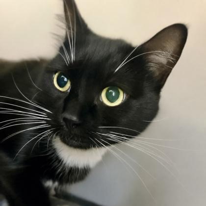 Enlarge Bella, a Adoptable mixed breed in Burlington, WA image 3/3