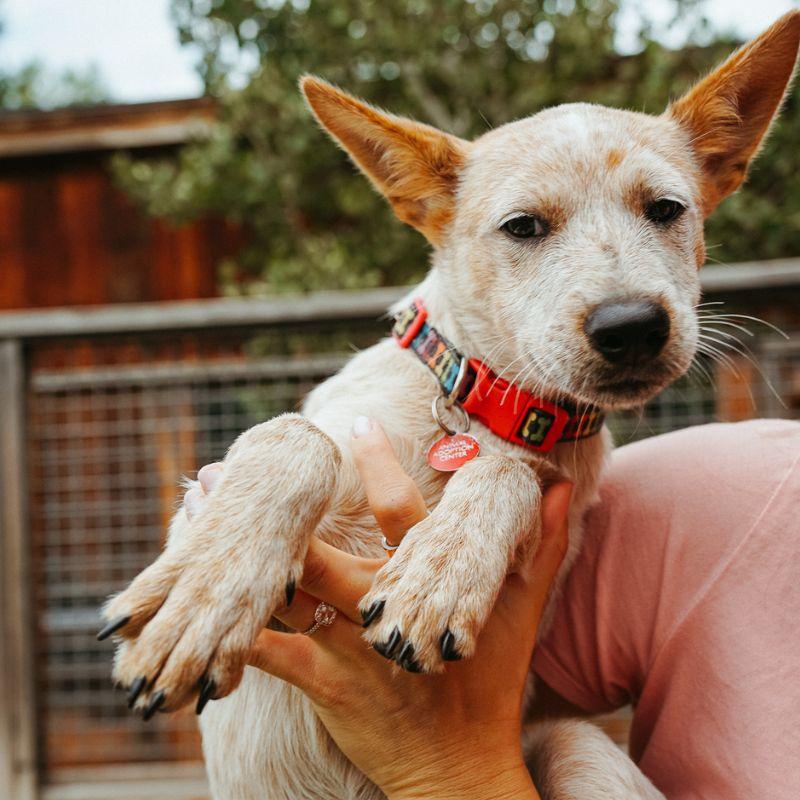 Swell, adopted, Puppy Female Australian Cattle Dog / Blue Heeler.