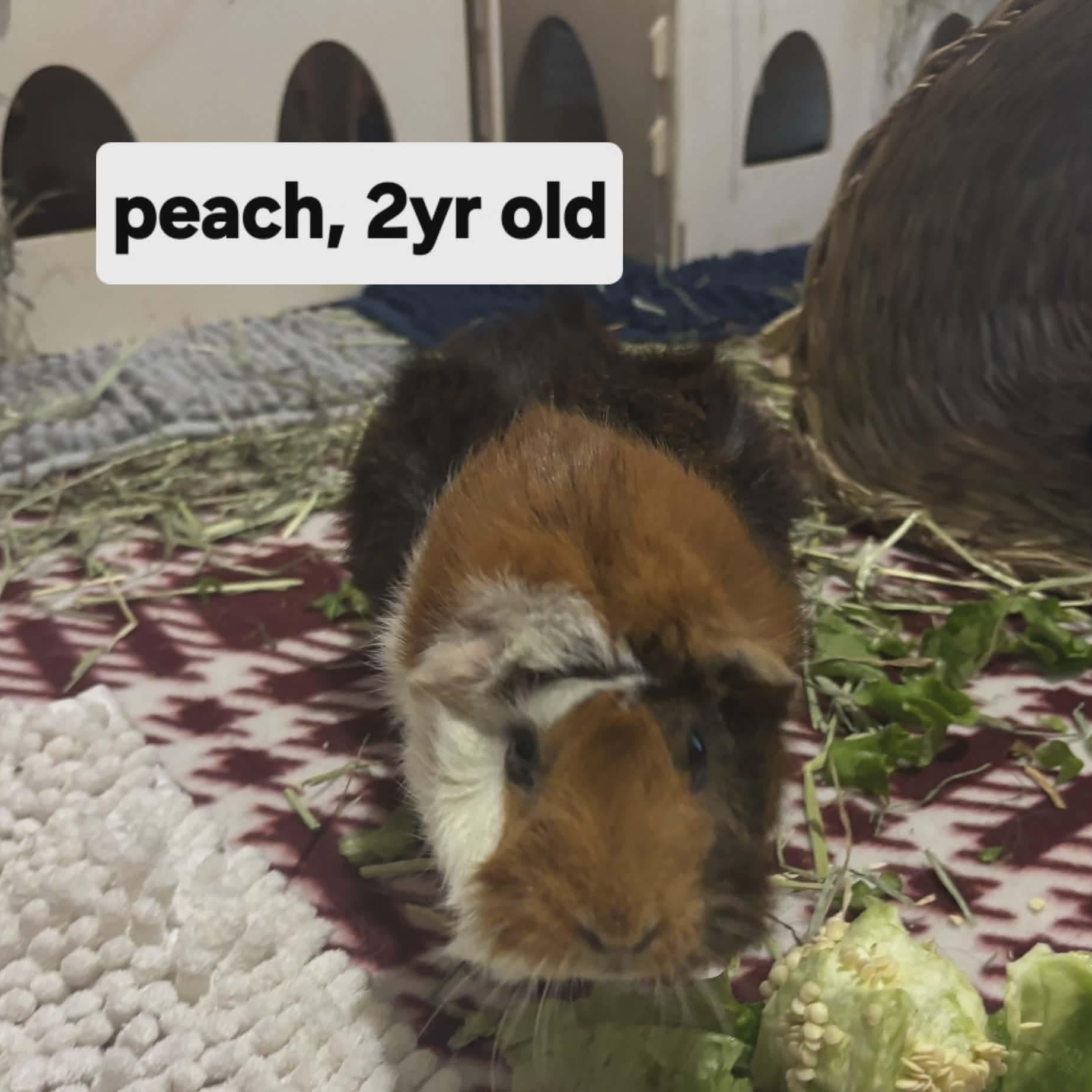 Enlarge Peach, an adopted Guinea Pig in Phoenix, AZ image 1/1