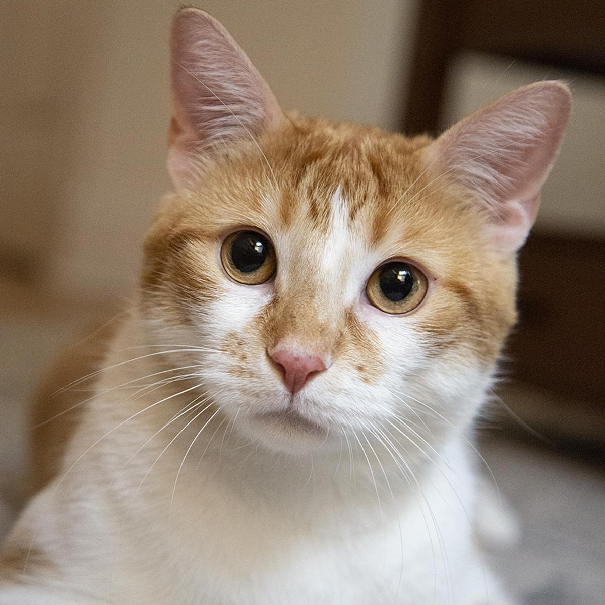 Tang (& Coal Porter), a ADOPTABLE Domestic Short Hair in Chicago, IL image 5/6