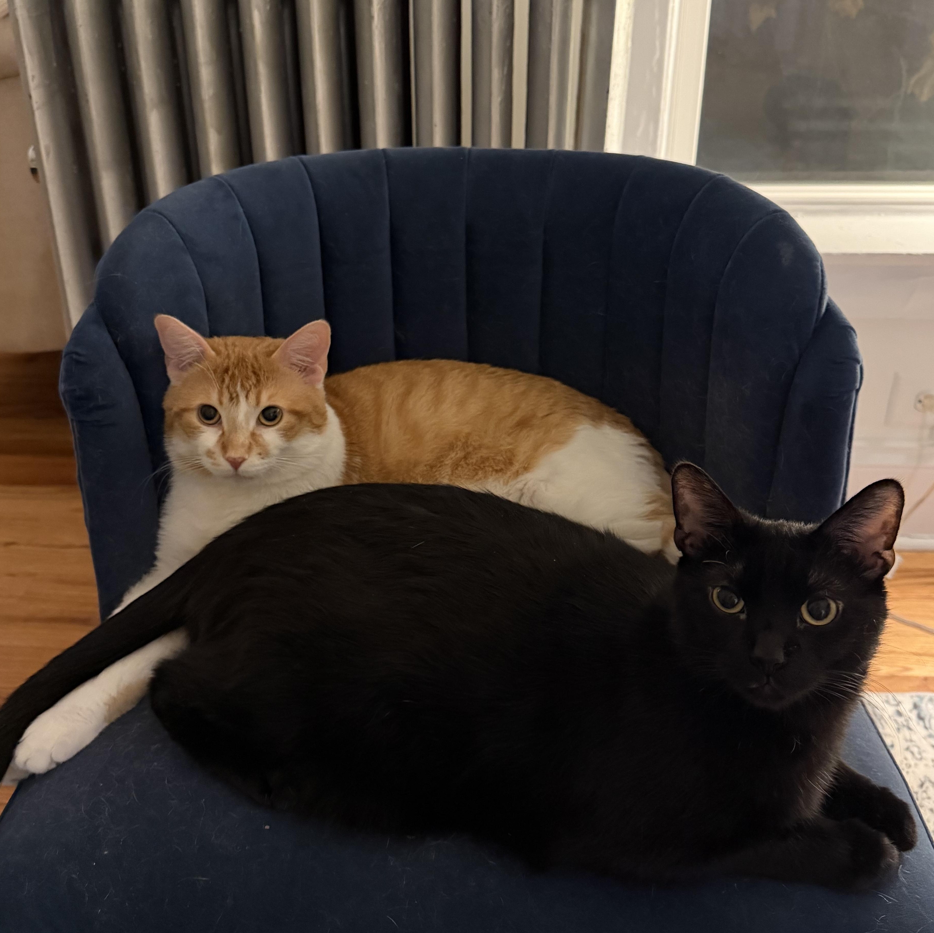 Tang (& Coal Porter), a ADOPTABLE Domestic Short Hair in Chicago, IL image 6/6