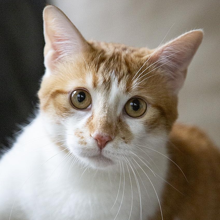Tang (& Coal Porter), a ADOPTABLE Domestic Short Hair in Chicago, IL image 3/6