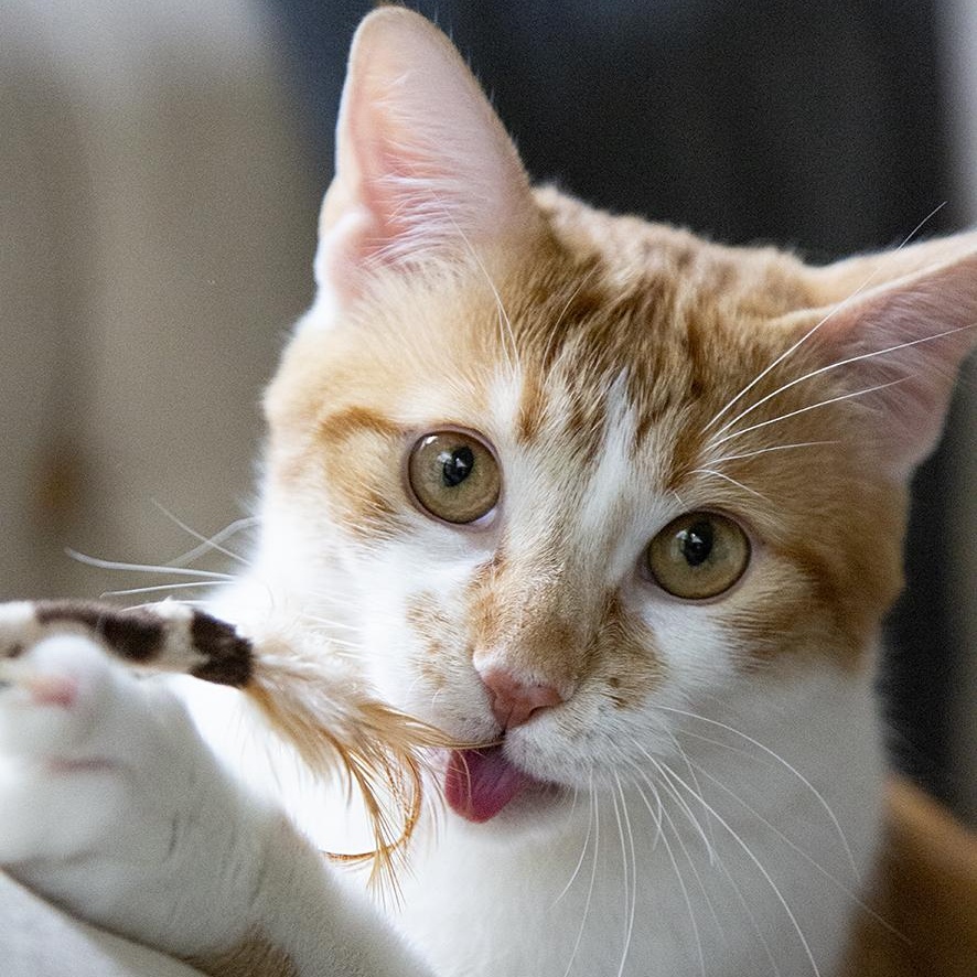 Tang (& Coal Porter), ADOPTABLE, Young Male Domestic Short Hair.