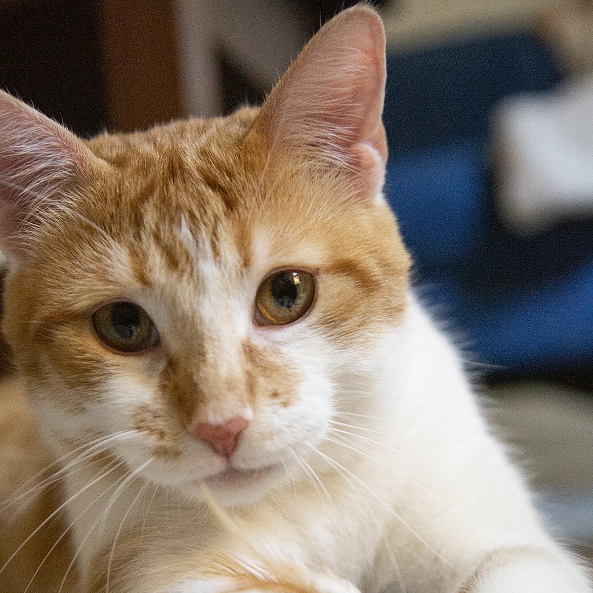 Tang (& Coal Porter), a ADOPTABLE Domestic Short Hair in Chicago, IL image 2/6