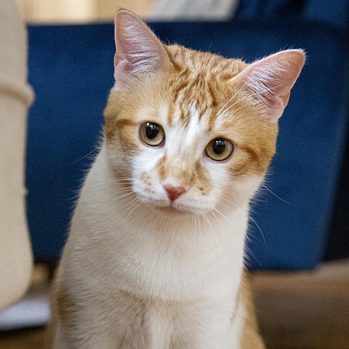 Tang (& Coal Porter), a ADOPTABLE Domestic Short Hair in Chicago, IL image 4/6