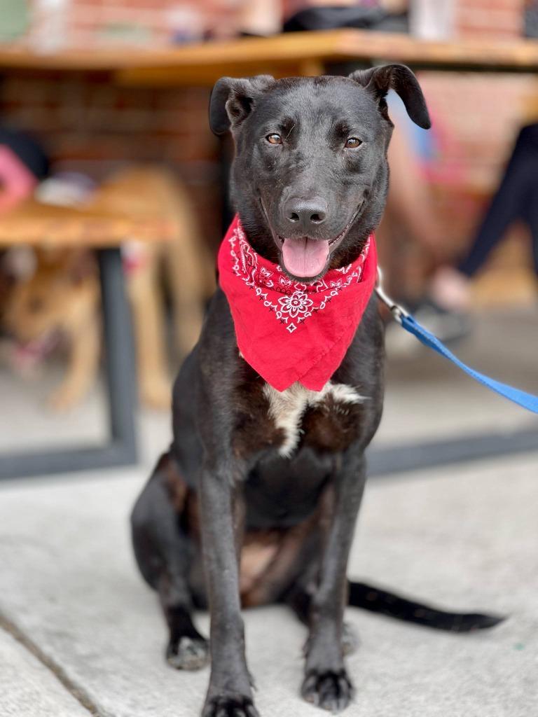 Marge, Adoptable, Young Female Mixed Breed.