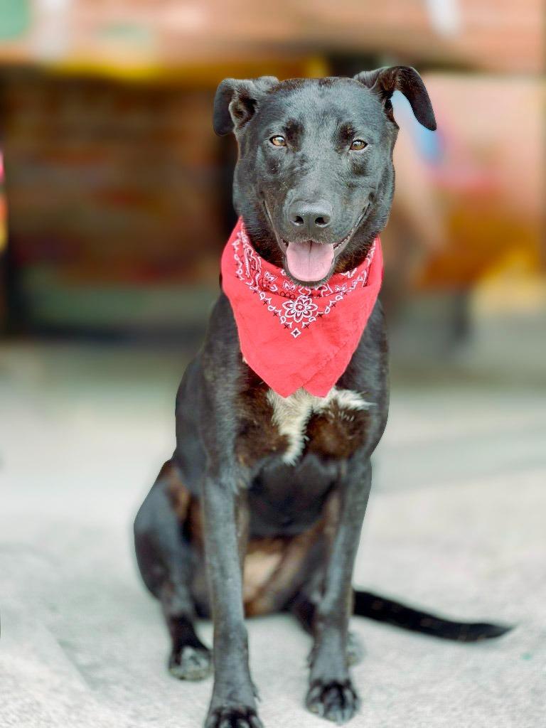 Marge, Adoptable, Young Female Mixed Breed.