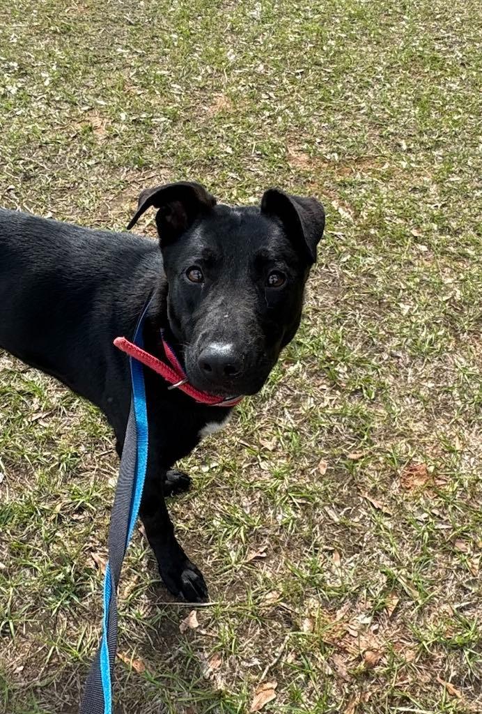 Marge, a Adoptable mixed breed in Macon, GA image 2/2