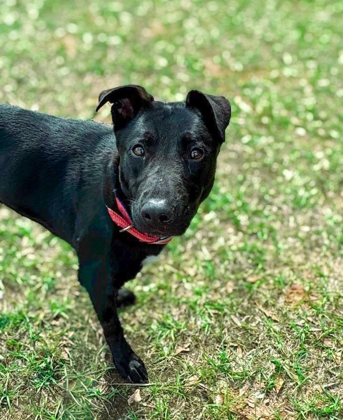 Enlarge Marge, a Adoptable mixed breed in Macon, GA image 2/2