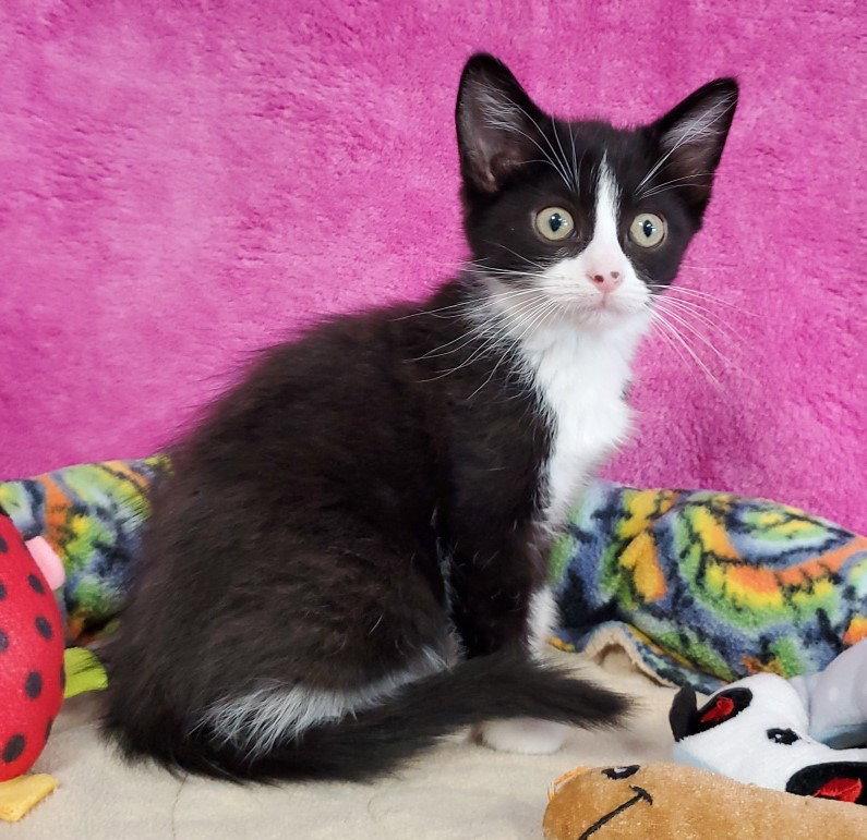 Fiona, Adoptable, Young Female Domestic Short Hair.