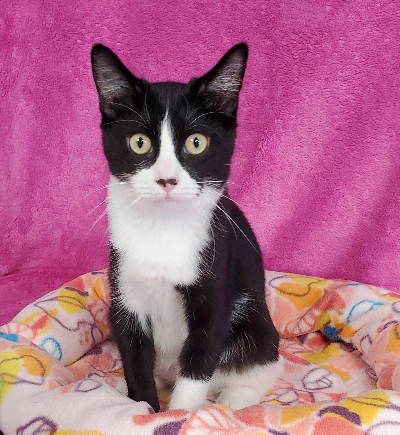 Enlarge Fiona, a Adoptable Domestic Short Hair in Greenville, IL image 2/3