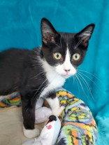 Enlarge Fiona, a Adoptable Domestic Short Hair in Greenville, IL image 3/3
