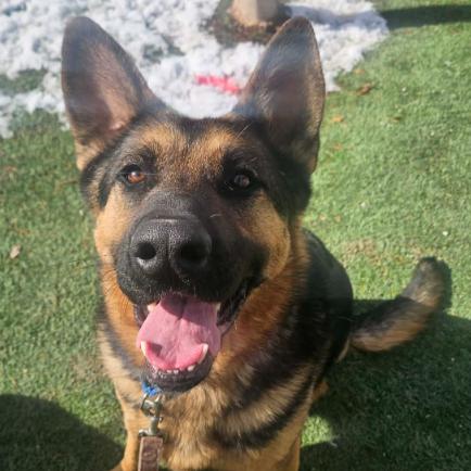 Hercules, Adoptable, Adult Male German Shepherd Dog.