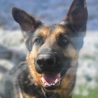 Enlarge Hercules, a Adoptable German Shepherd Dog in Lakewood, CO image 2/4