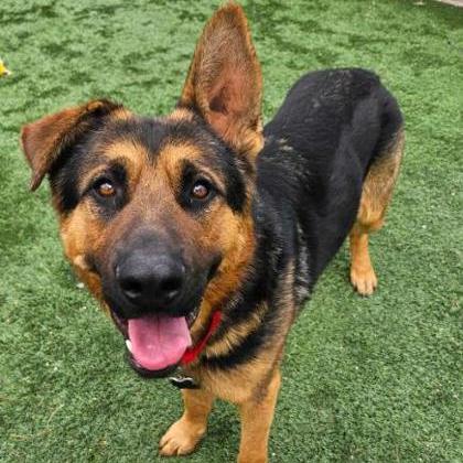 Enlarge Hercules, a Adoptable German Shepherd Dog in Lakewood, CO image 3/4