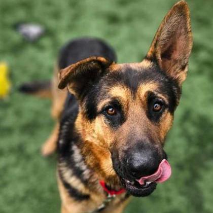 Enlarge Hercules, a Adoptable German Shepherd Dog in Lakewood, CO image 4/4