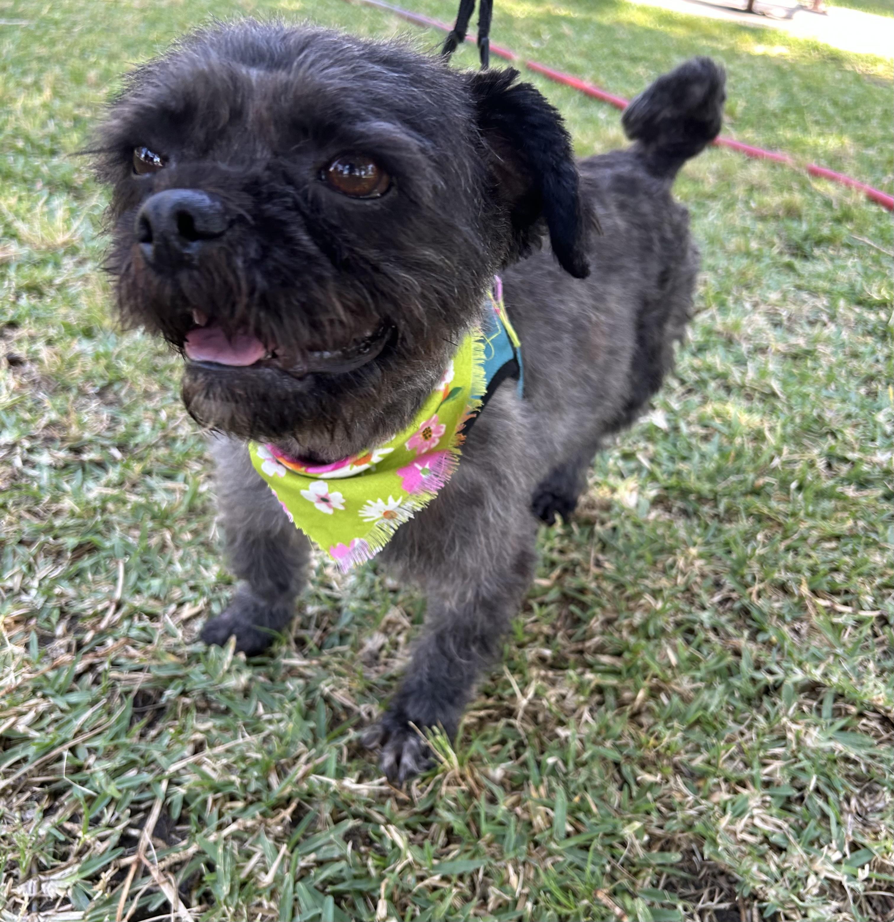 KIARA, a ADOPTABLE mixed breed in Bell Gardens, CA image 3/3