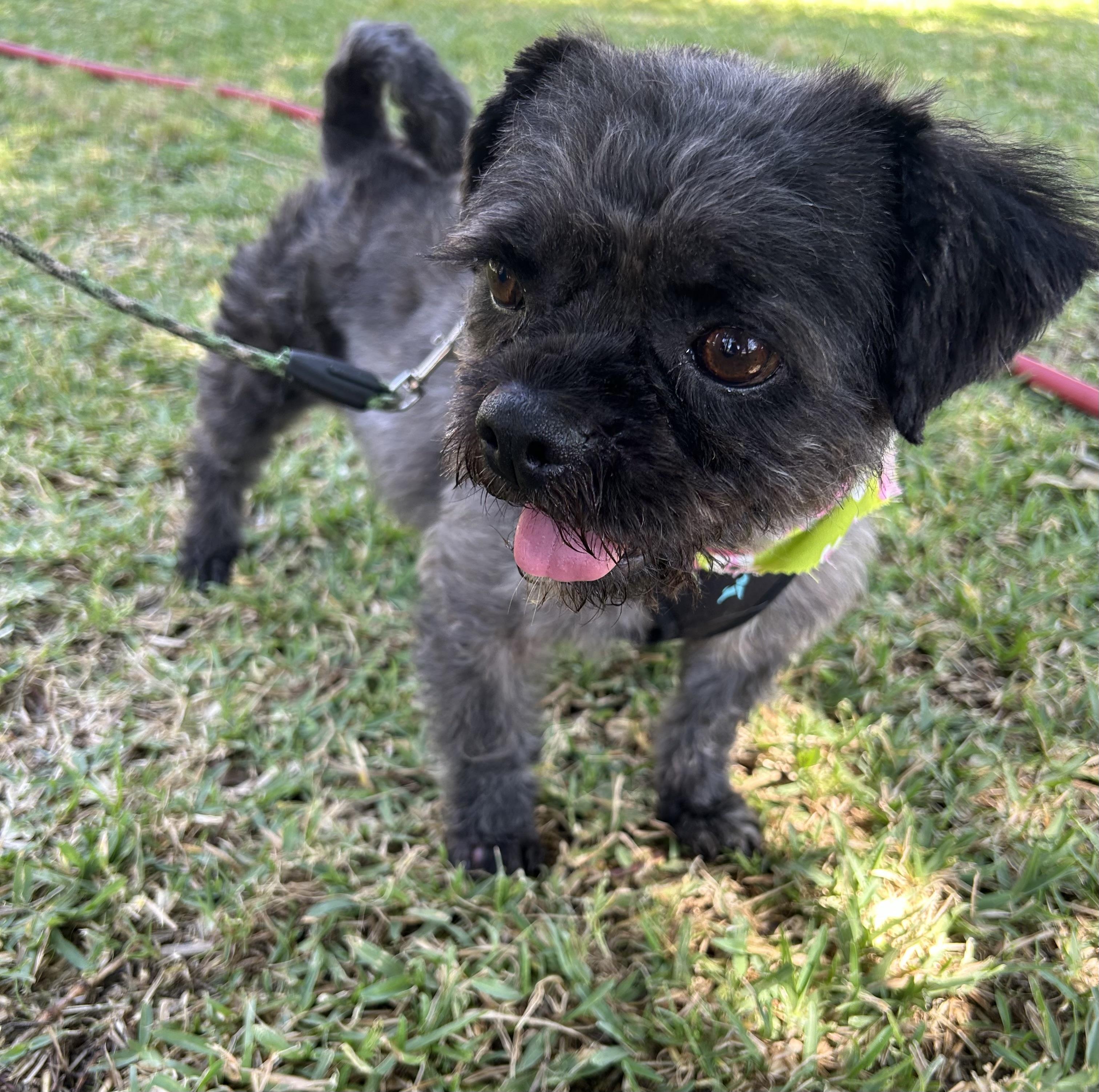 KIARA, a ADOPTABLE mixed breed in Bell Gardens, CA image 1/3