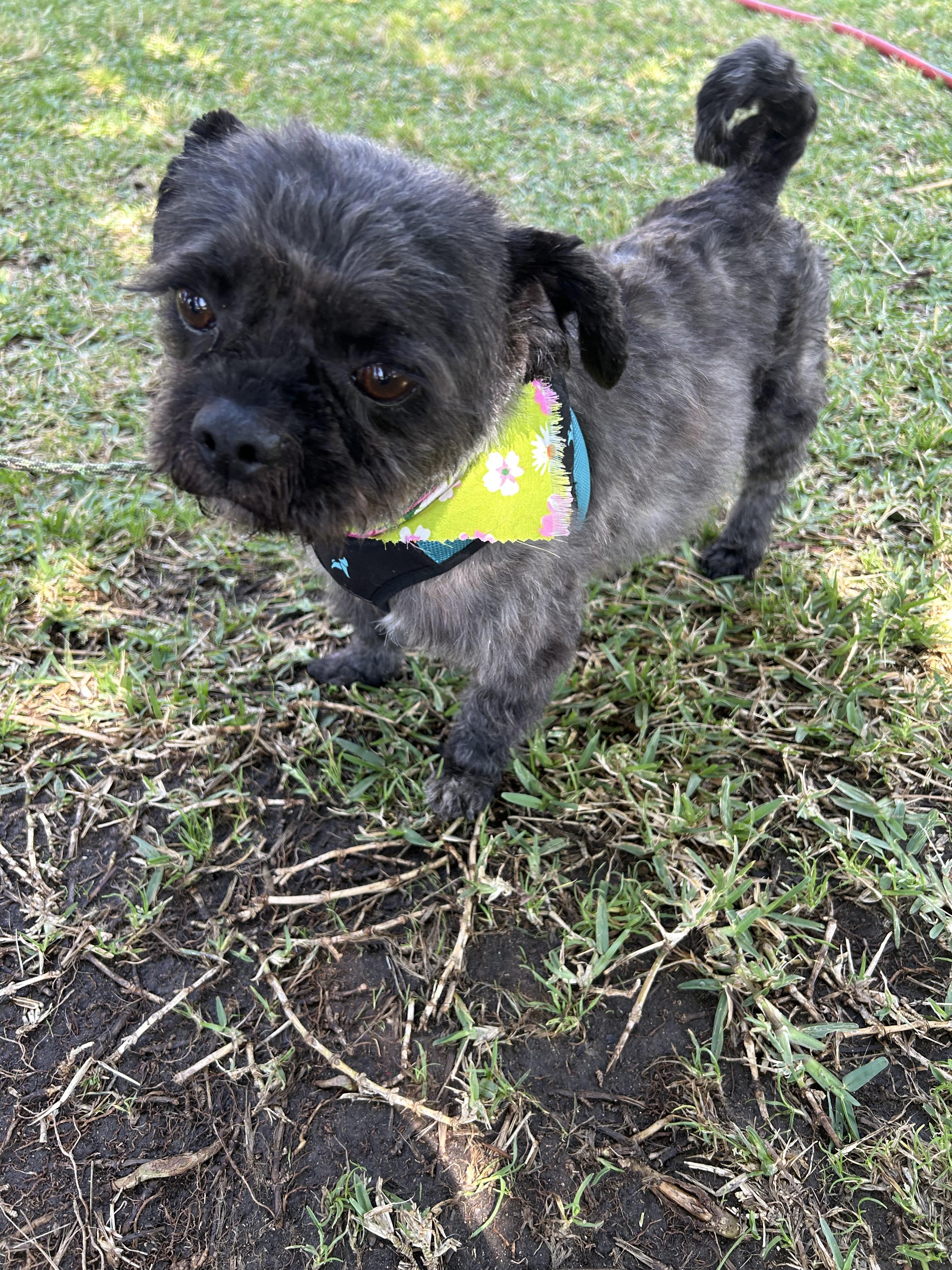 KIARA, a ADOPTABLE mixed breed in Bell Gardens, CA image 2/3