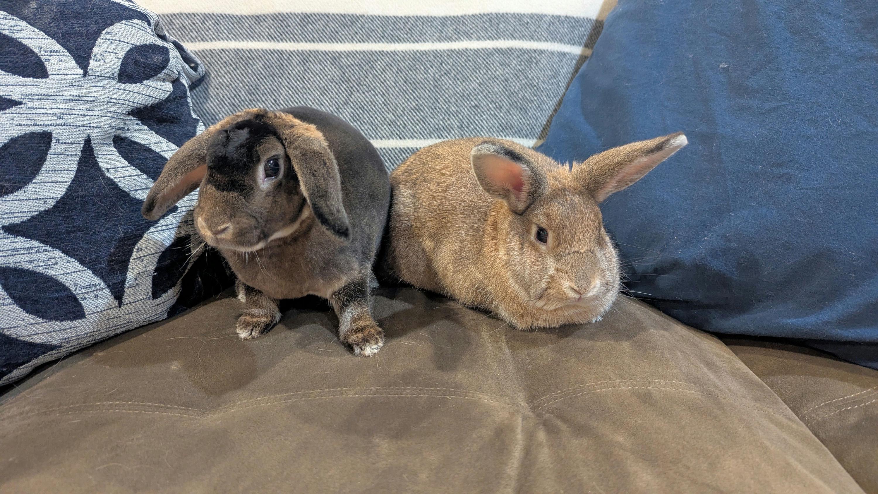 Enlarge Eros & Harmonia, a ADOPTABLE Rex in Iowa City, IA image 1/5