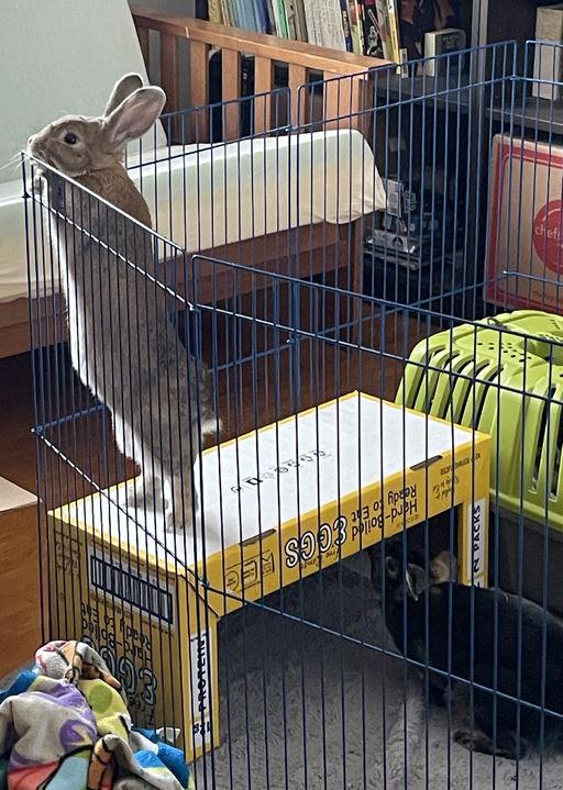 Enlarge Eros & Harmonia, a ADOPTABLE Rex in Iowa City, IA image 4/5