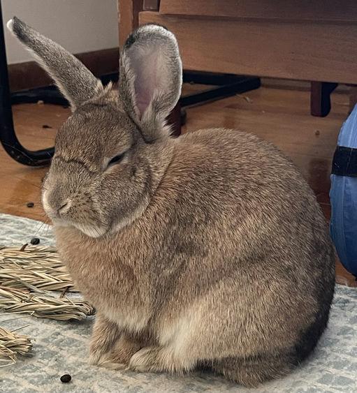 Enlarge Eros & Harmonia, a ADOPTABLE Rex in Iowa City, IA image 3/5