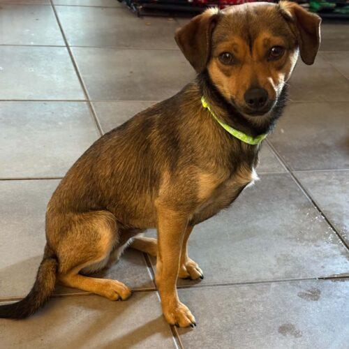 Enlarge Flicker, a Adoptable mixed breed in Langley, BC image 1/2