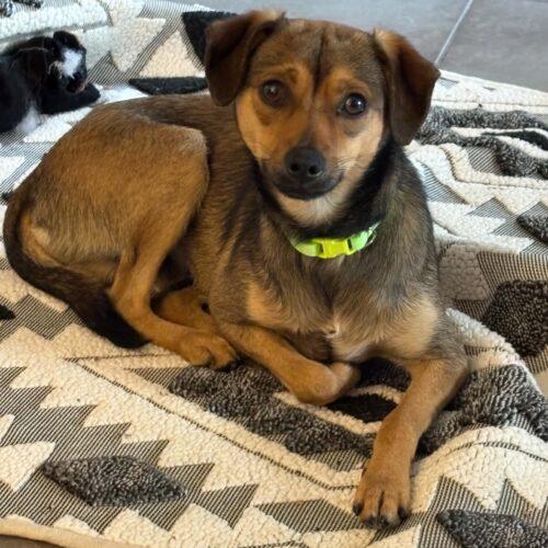 Enlarge Flicker, a Adoptable mixed breed in Langley, BC image 2/2