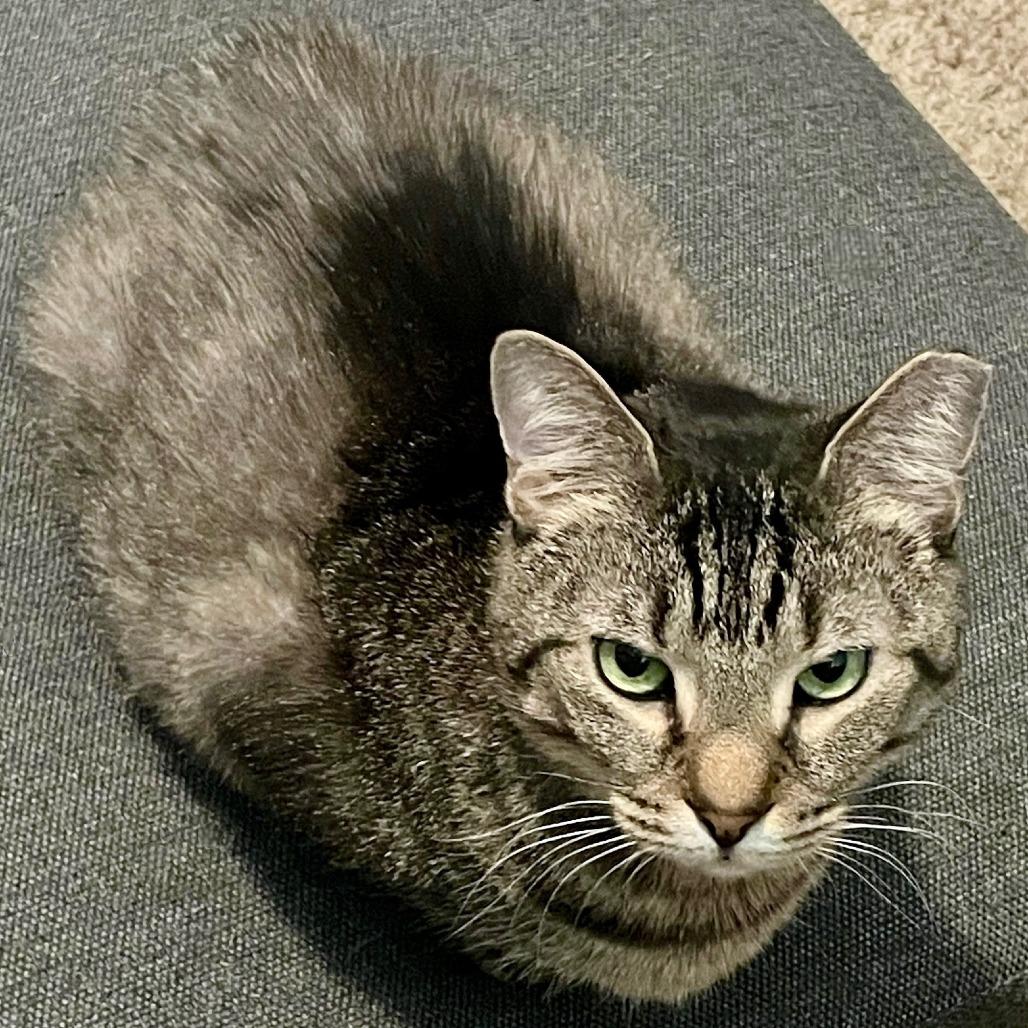 Enlarge Dizzy, a Adoptable Domestic Short Hair in York, PA image 2/6