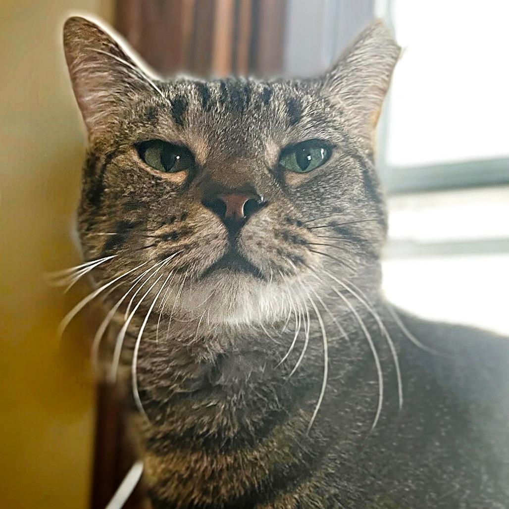 Enlarge Dizzy, a Adoptable Domestic Short Hair in York, PA image 4/6